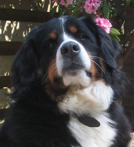 Faith van Bangaïs, Bernese Mountaindog